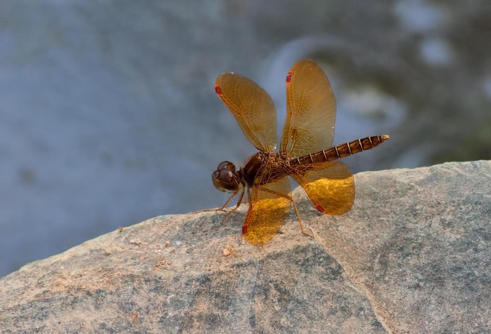 Eastern Amberwing Photo by Michael Moore