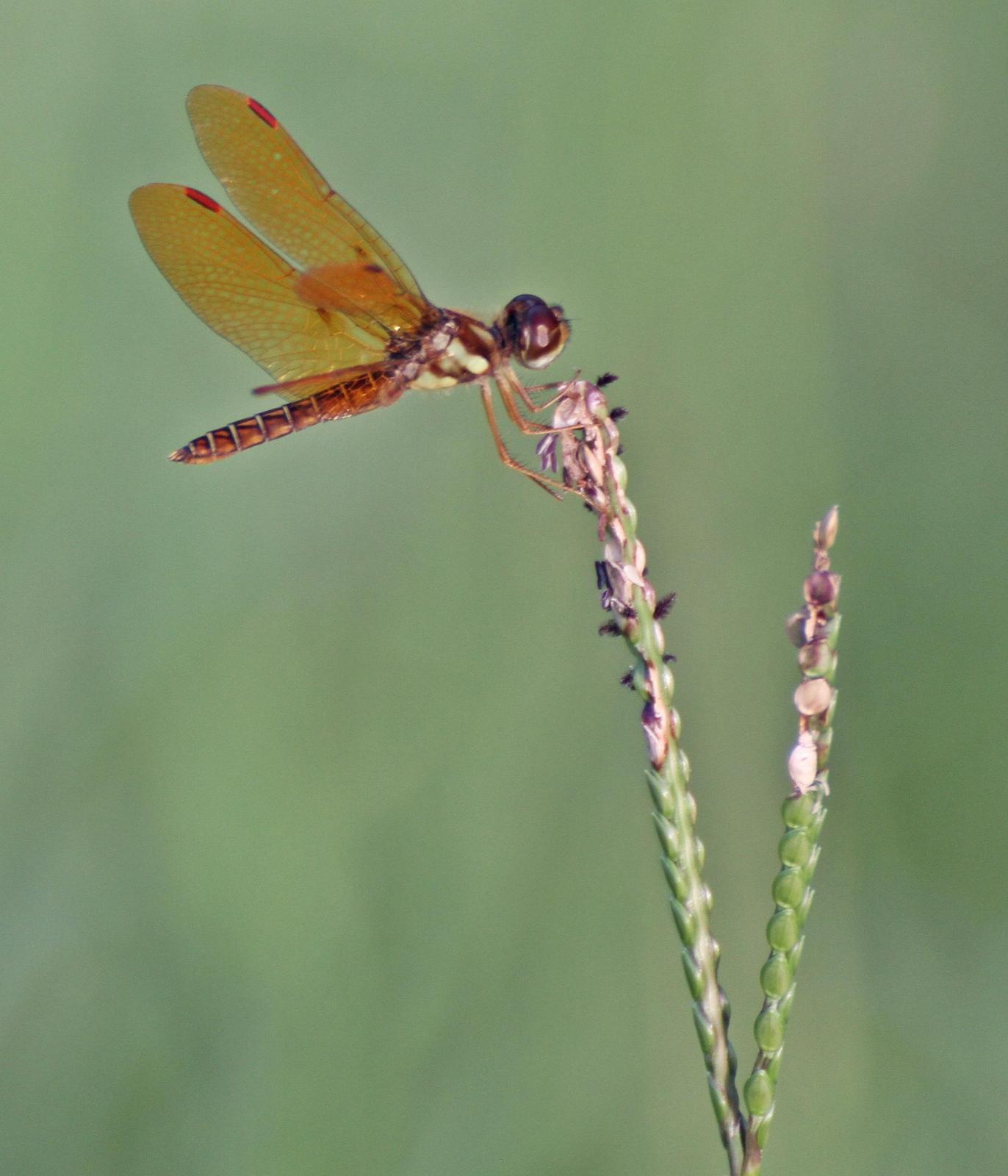 Eastern Amberwing Photo by Andrew Theus