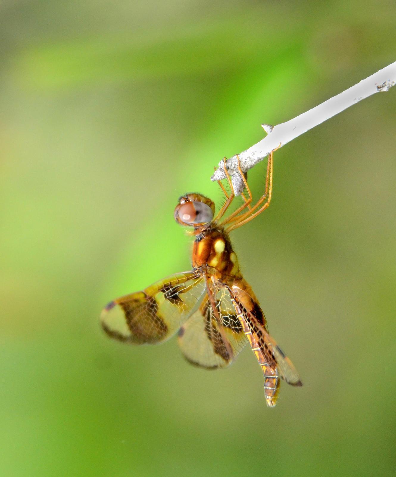 Eastern Amberwing Photo by Steven Mlodinow
