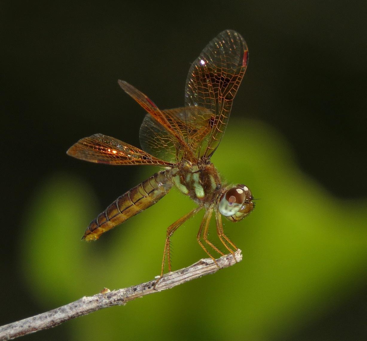 Eastern Amberwing Photo by Victor Fazio