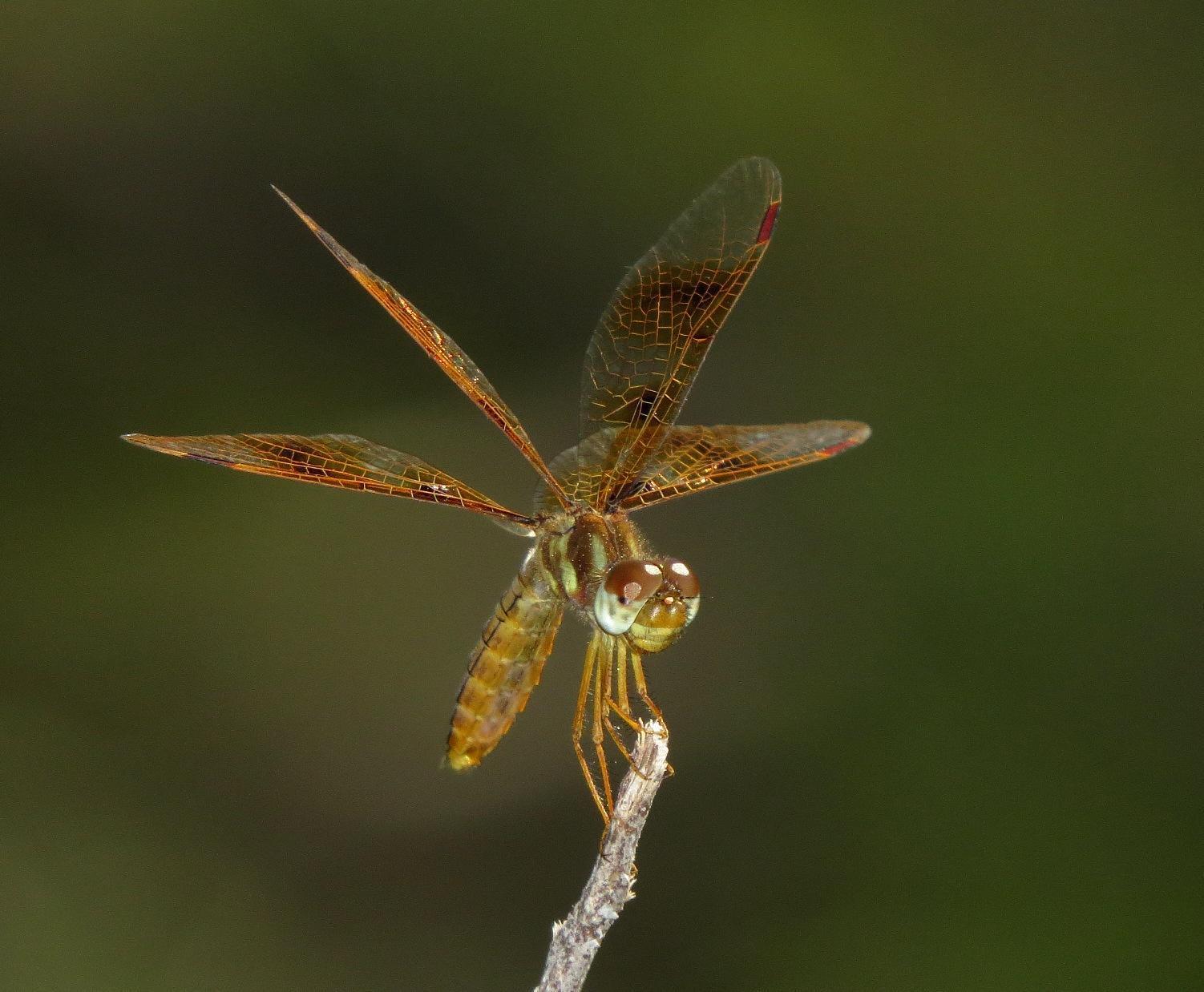 Eastern Amberwing Photo by Victor Fazio