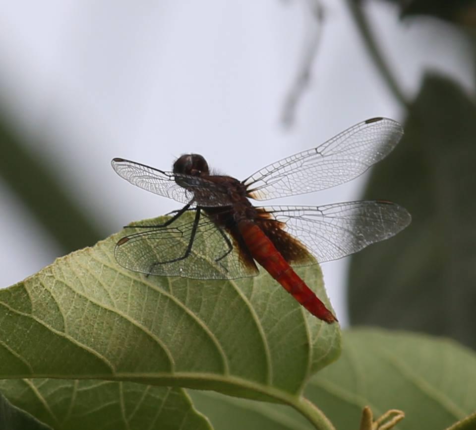 Mexican Scarlet-tail Photo by Martin Reid