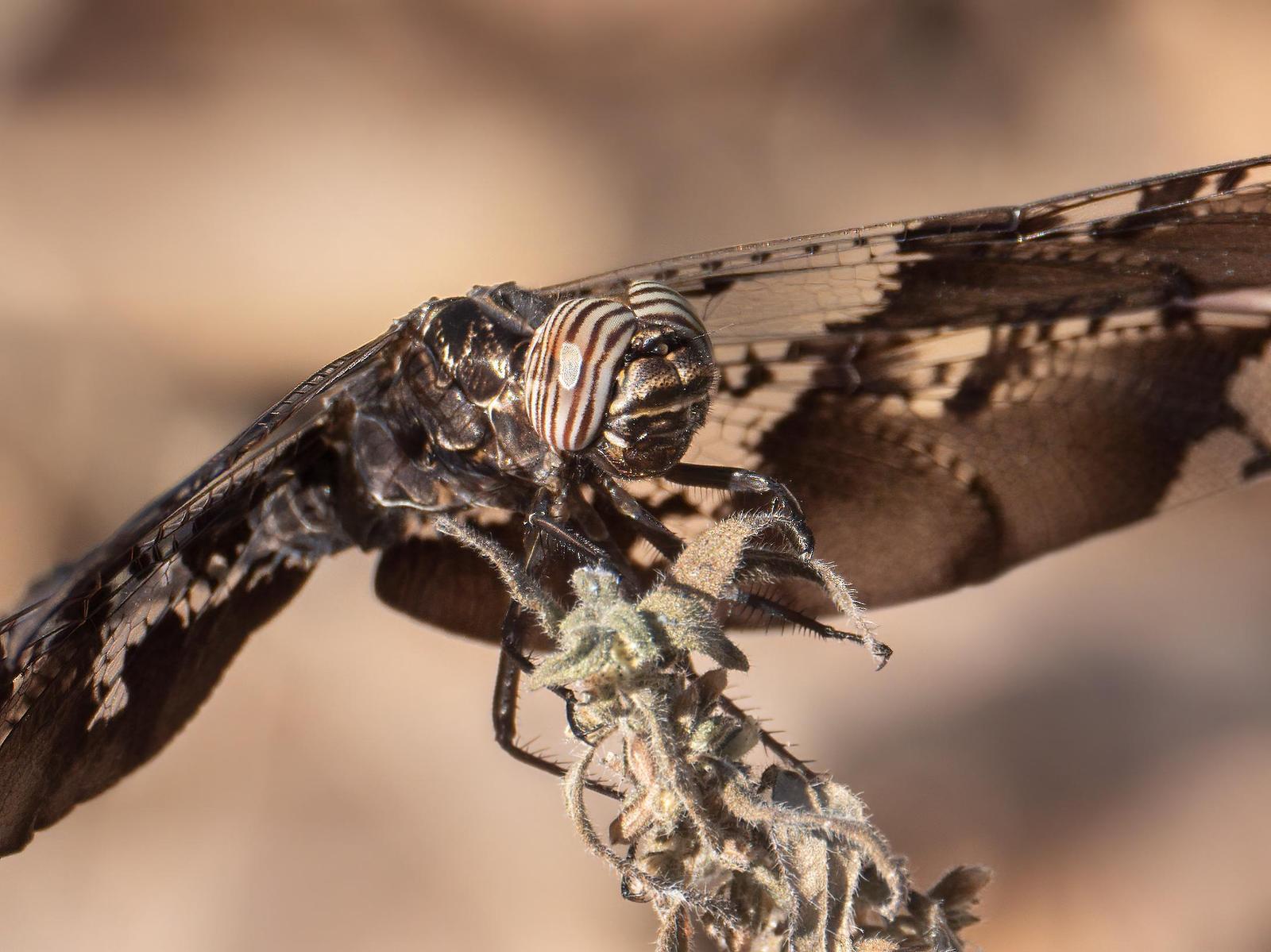 Filigree Skimmer Photo by Michael Moore
