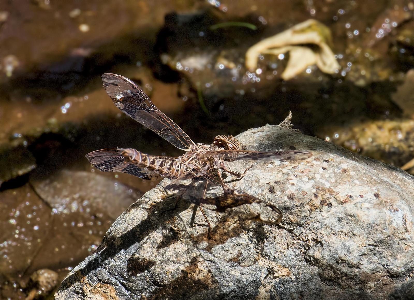 Filigree Skimmer Photo by Michael Moore