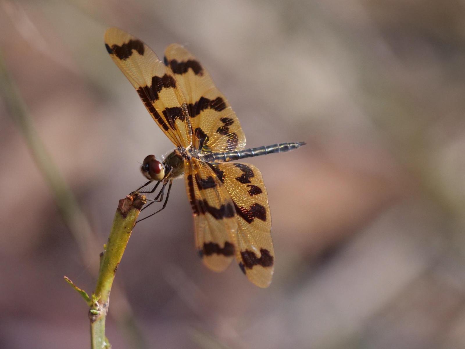 Rhyothemis graphiptera Photo by Peter Lowe