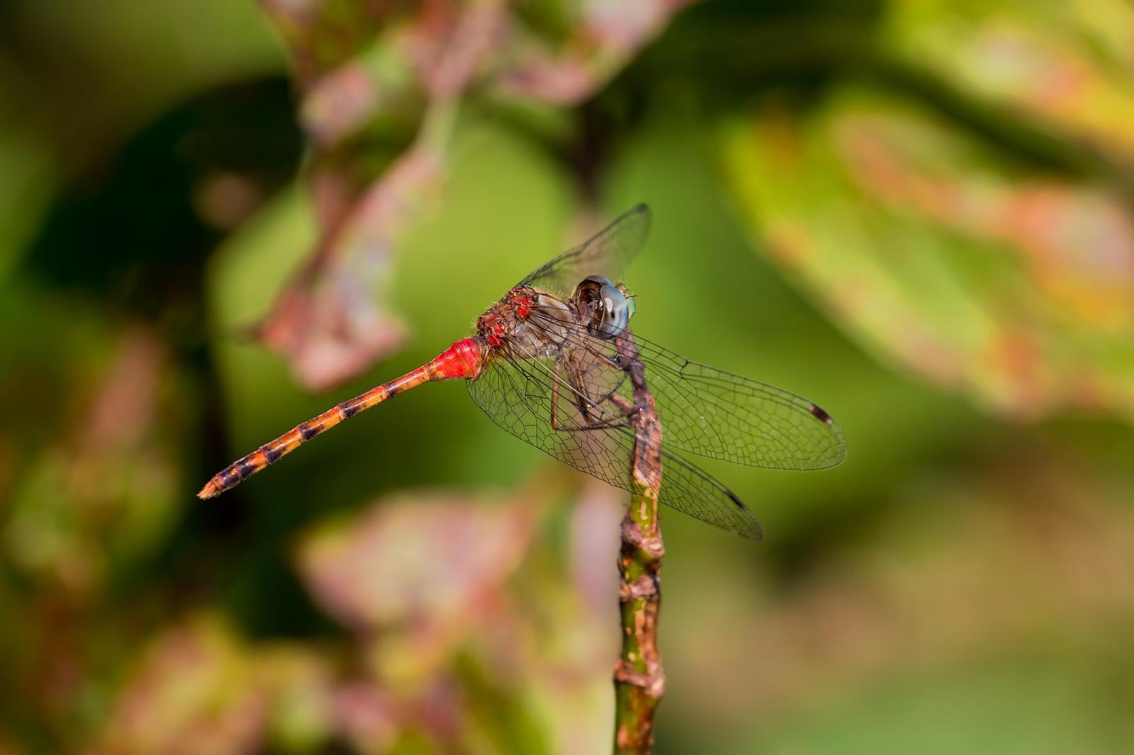 Blue-faced Meadowhawk Photo by Michael Moore