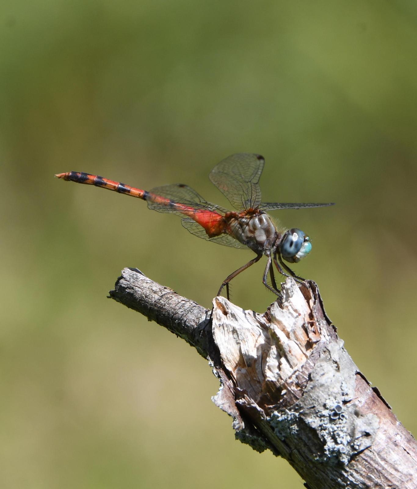 Blue-faced Meadowhawk Photo by paul massey