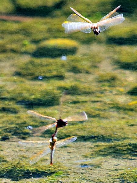 Saffron-winged Meadowhawk Photo by Dan Tallman