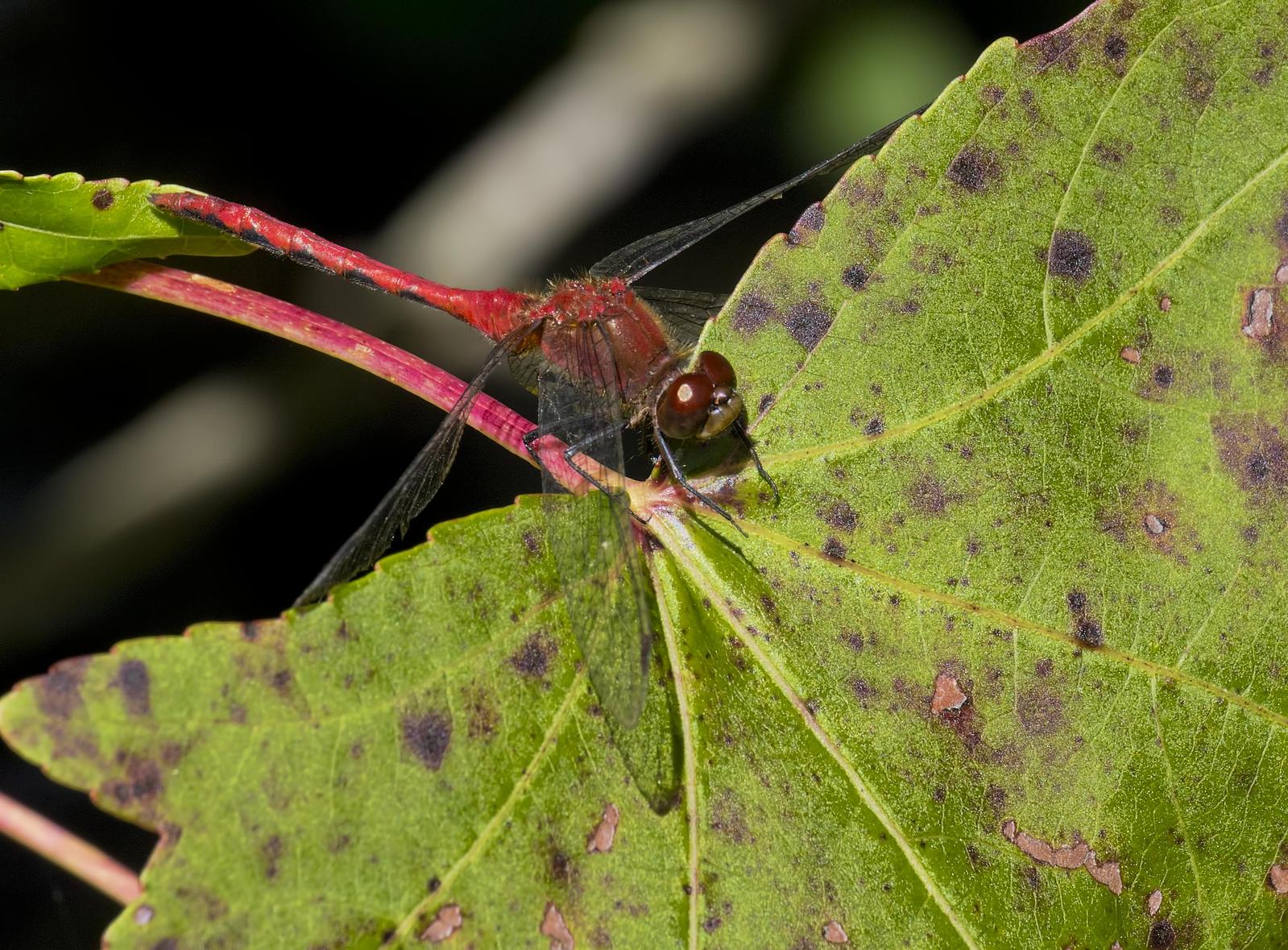 Cherry-faced Meadowhawk Photo by Michael Moore