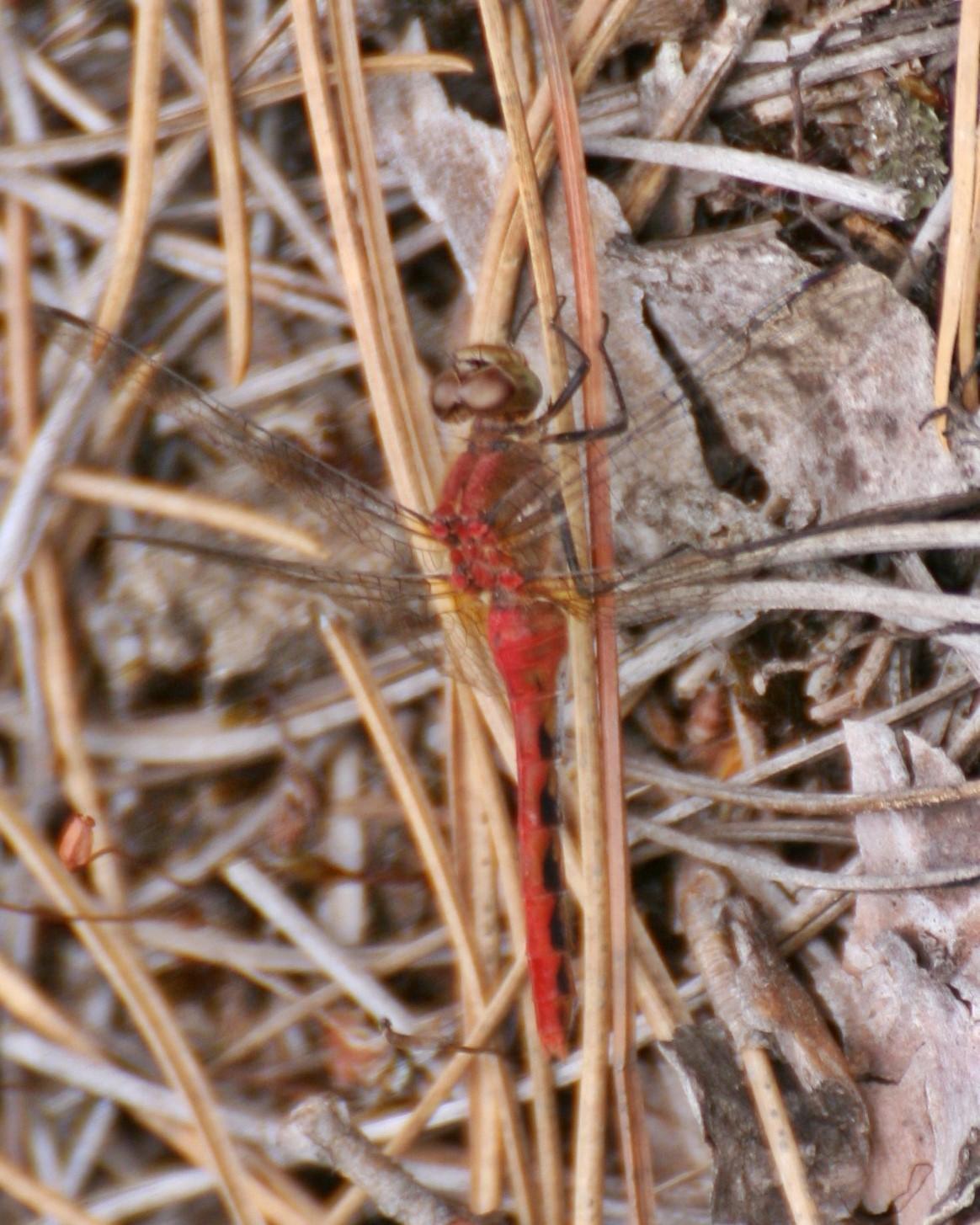 Cherry-faced Meadowhawk Photo by Andrew Theus