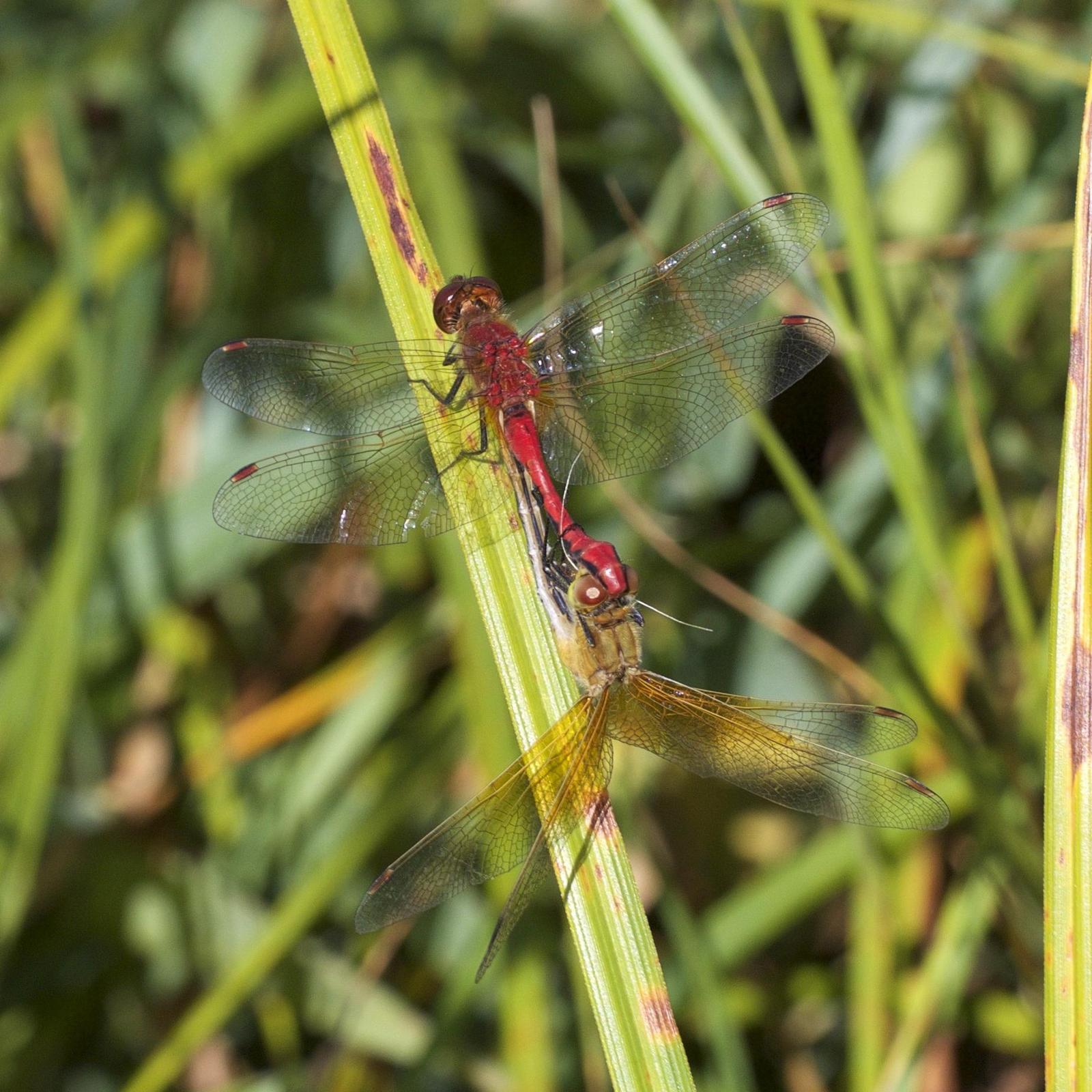 Cherry-faced Meadowhawk Photo by Scott King