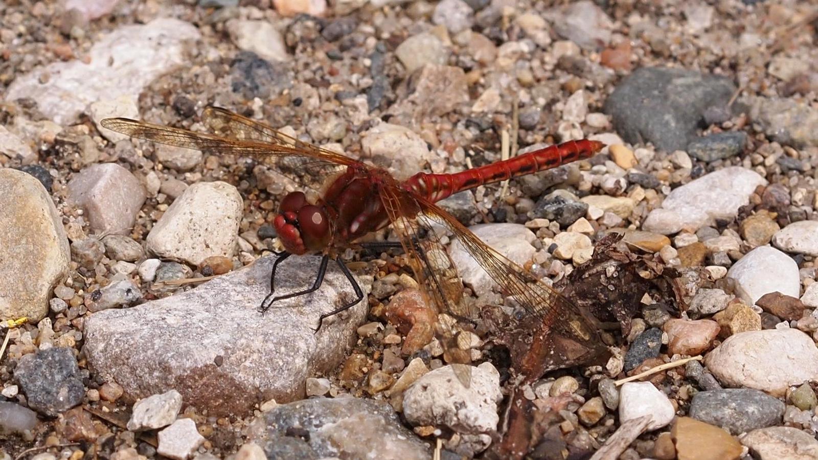 Red-veined Meadowhawk Photo by Scott King