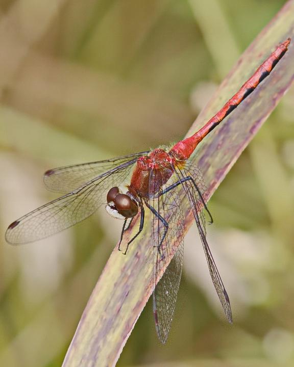 White-faced Meadowhawk Photo by Alison Sheehey