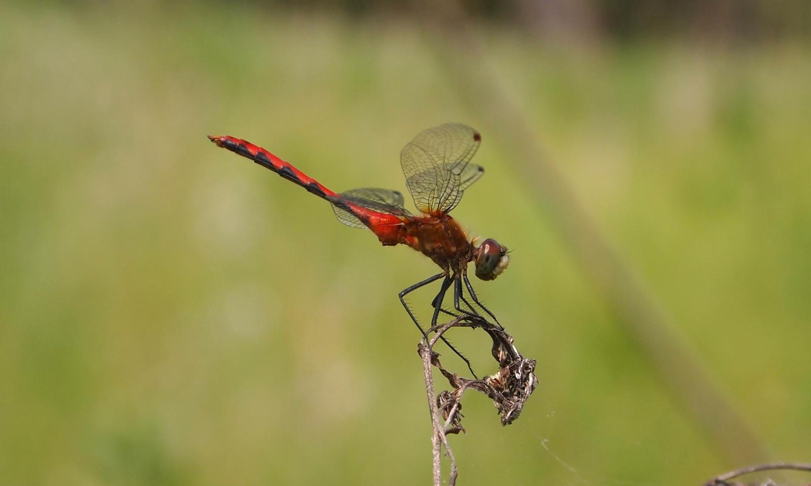 White-faced Meadowhawk Photo by Scott King