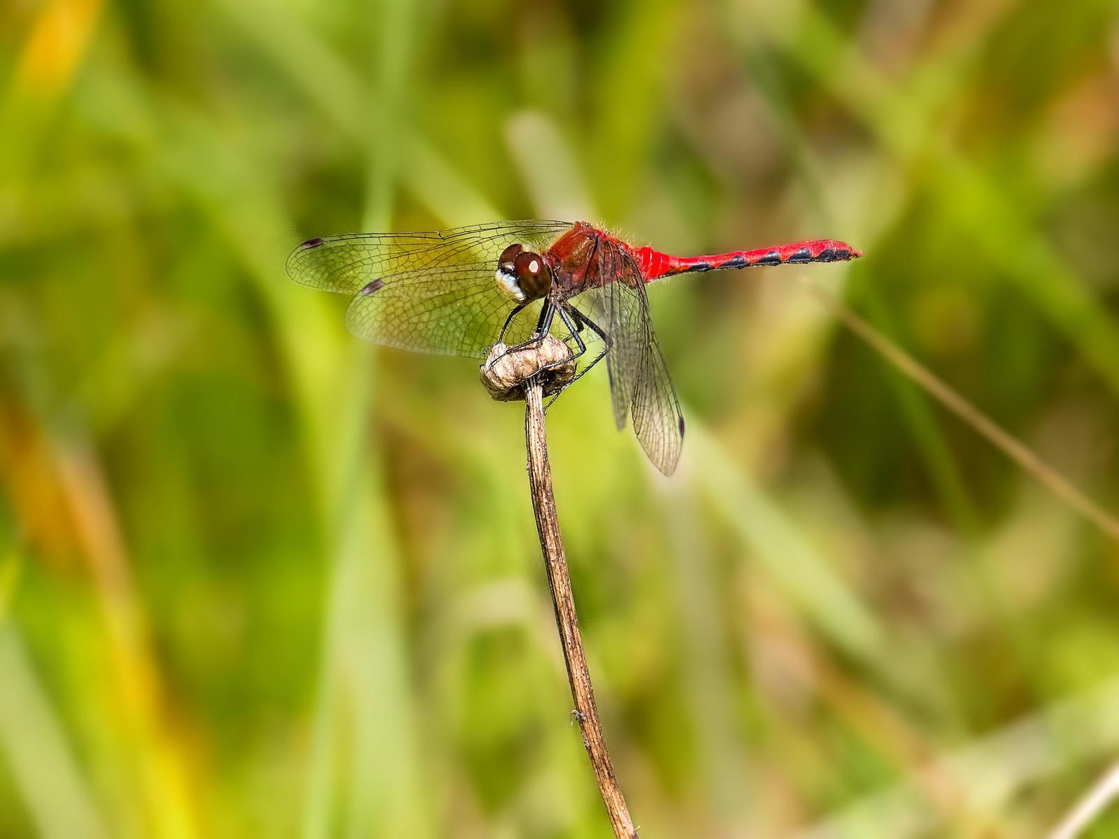 White-faced Meadowhawk Photo by Michael Moore