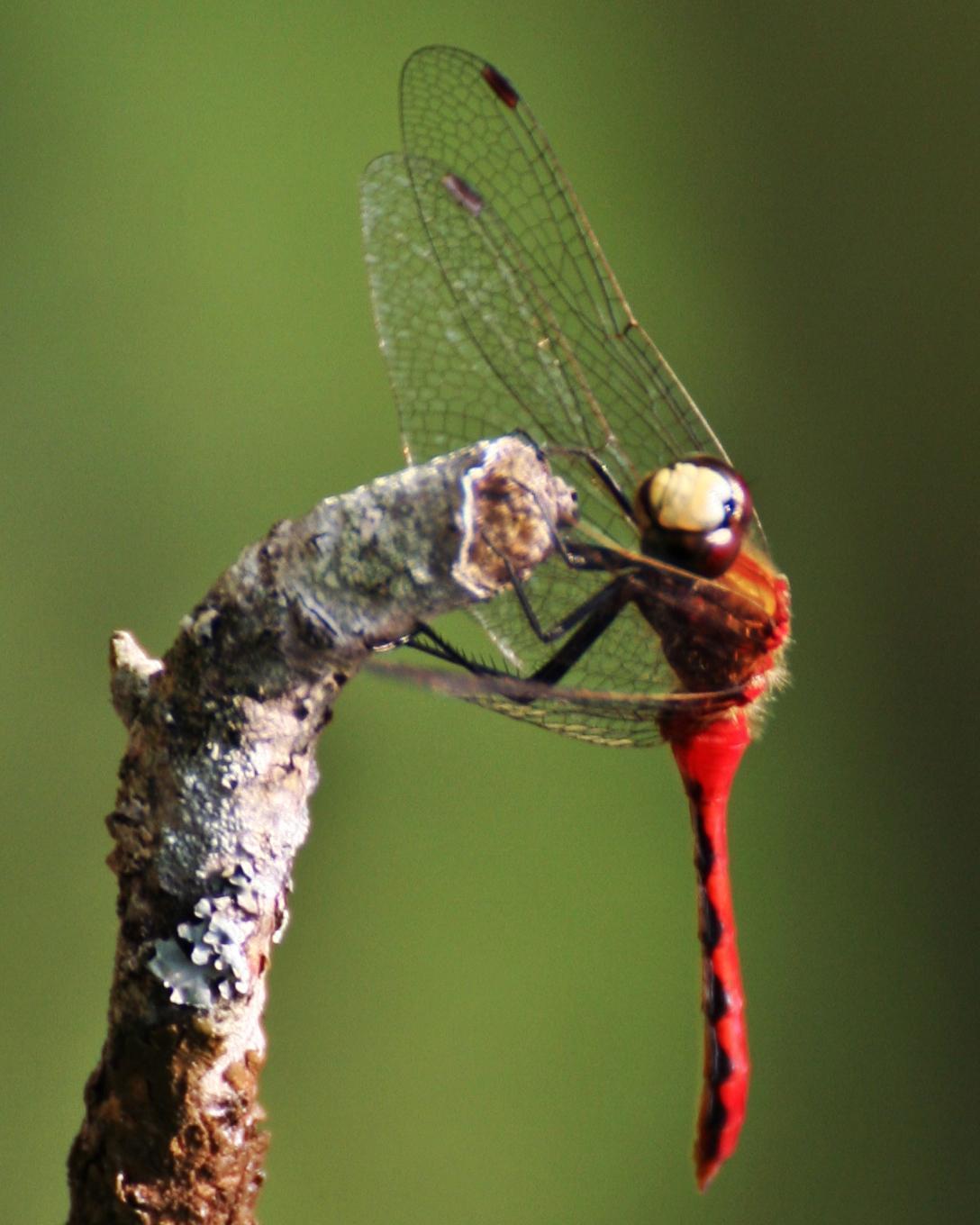 White-faced Meadowhawk Photo by Andrew Theus
