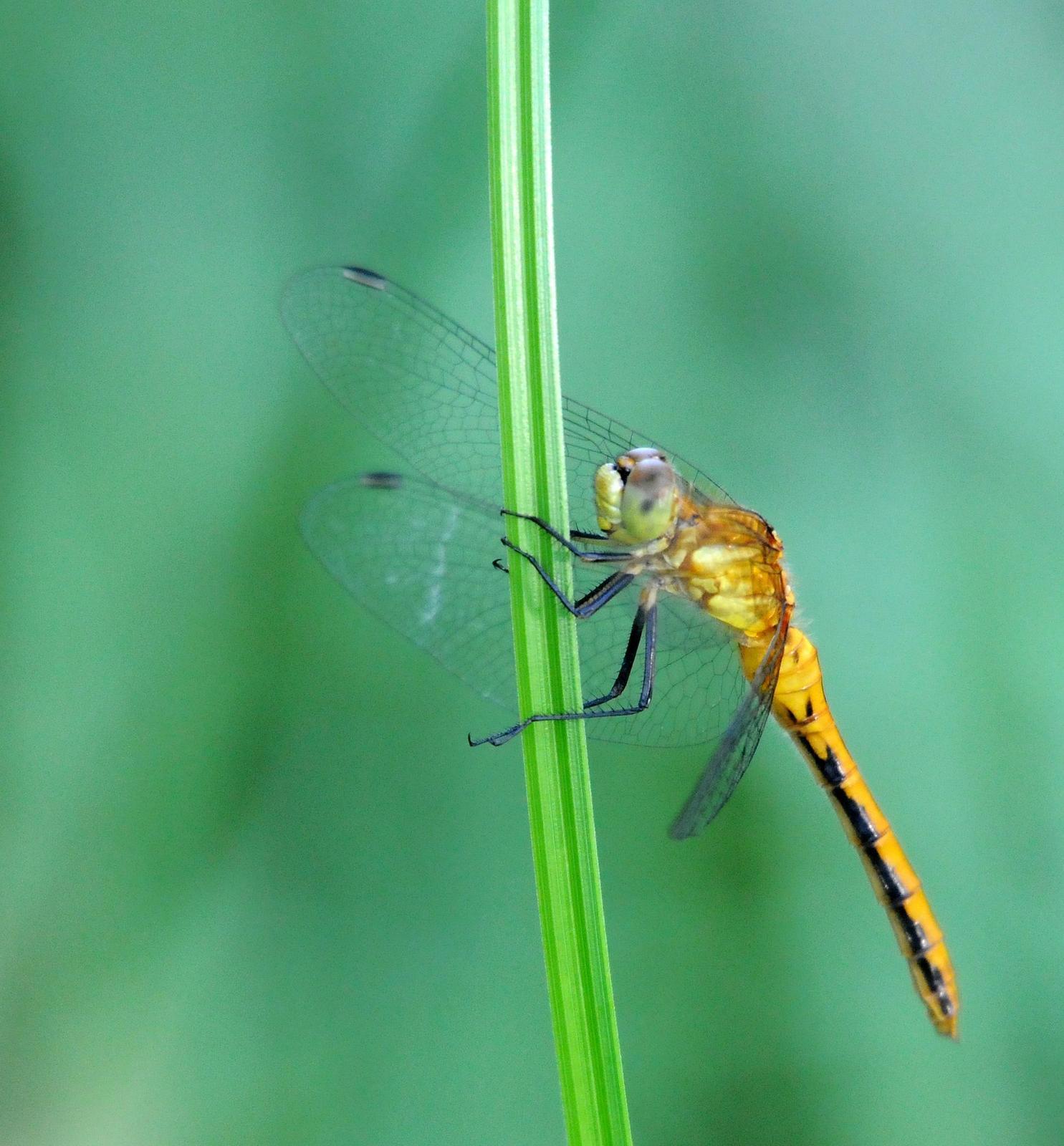 White-faced Meadowhawk Photo by Steven Mlodinow