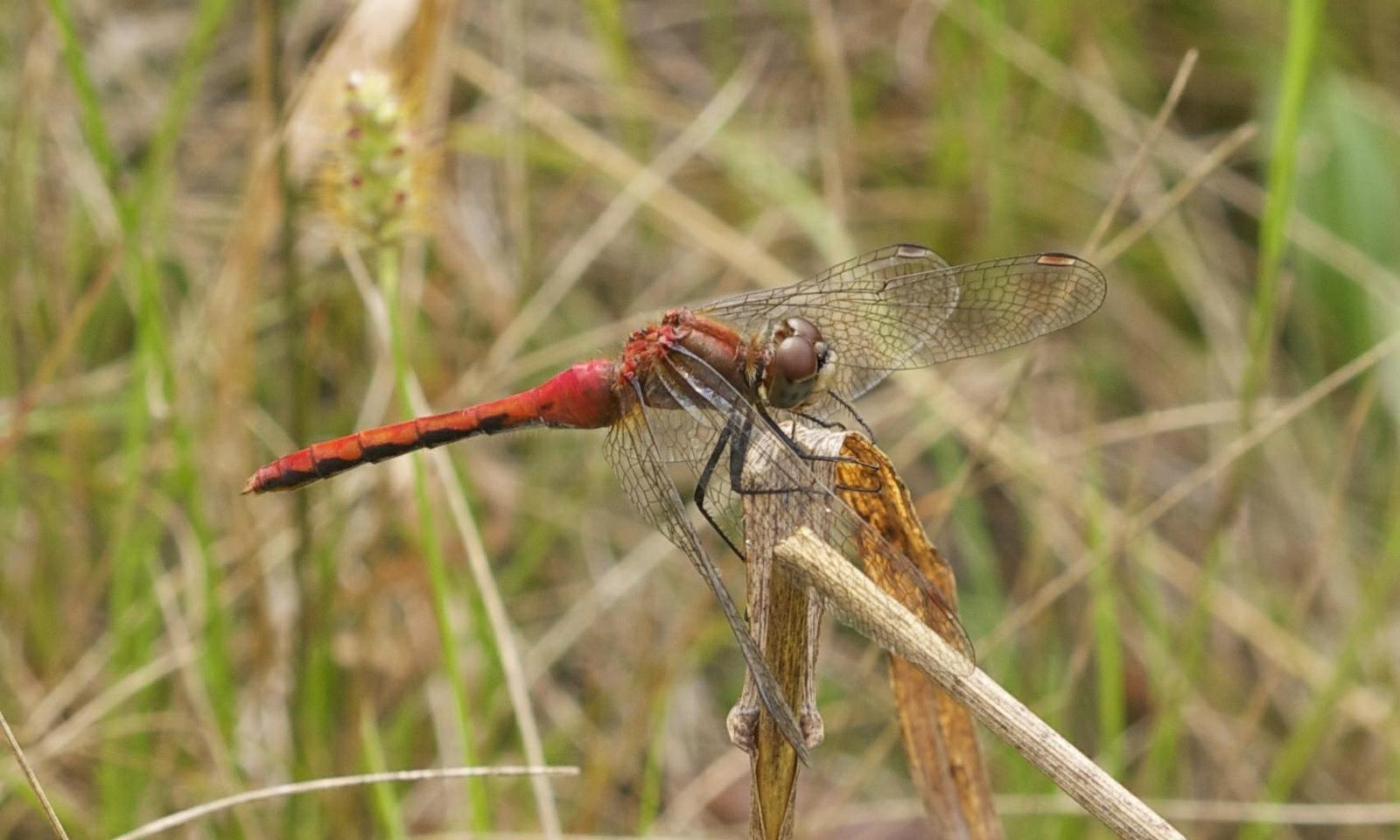 White-faced Meadowhawk Photo by Scott King