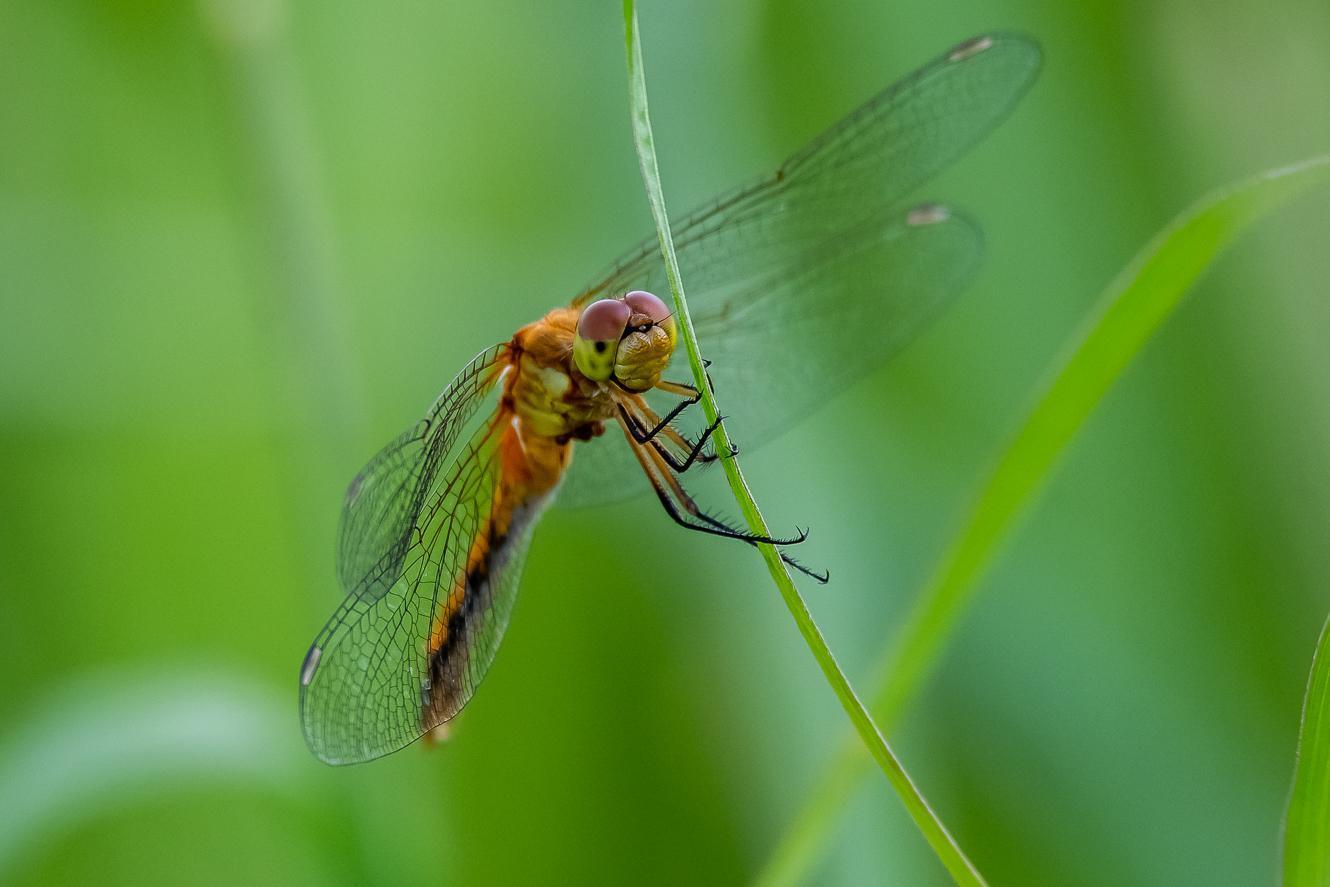 White-faced Meadowhawk Photo by Gerald Hoekstra