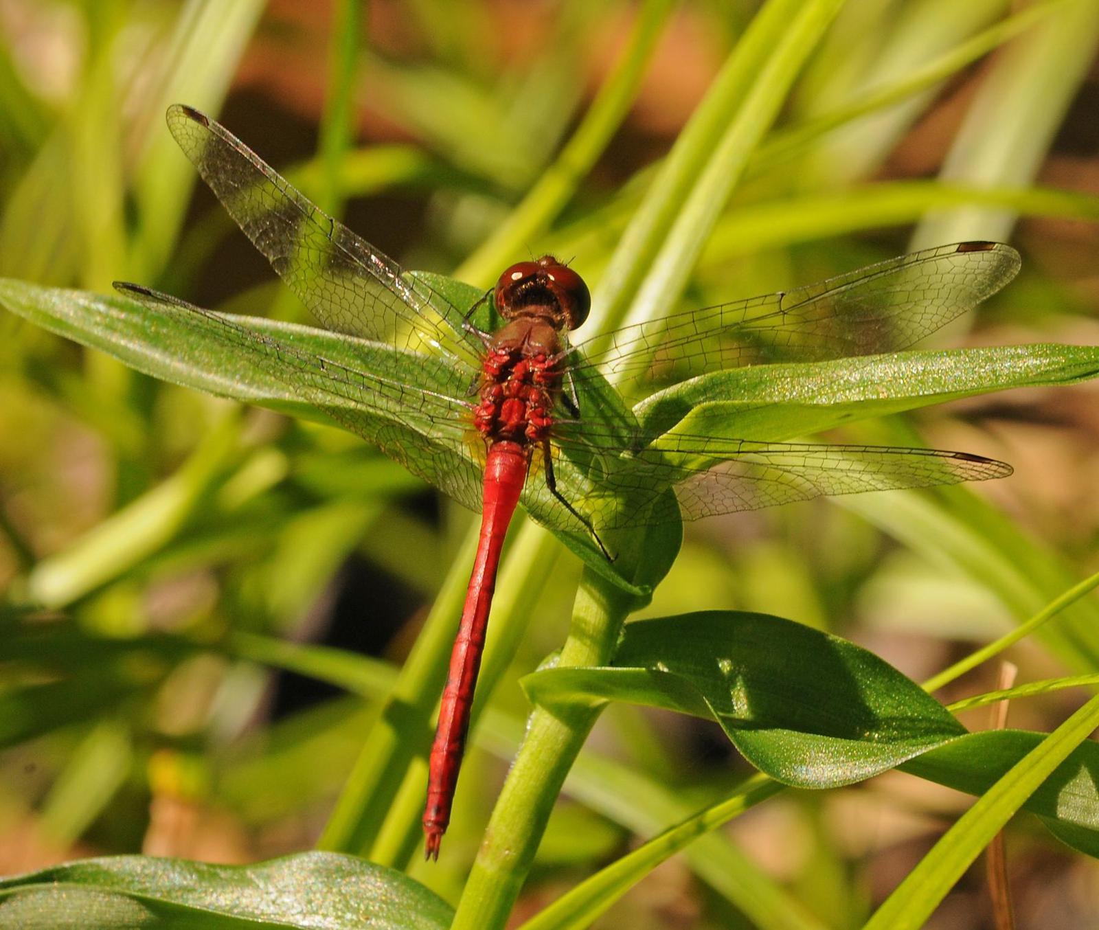 Ruby Meadowhawk Photo by marion dobbs