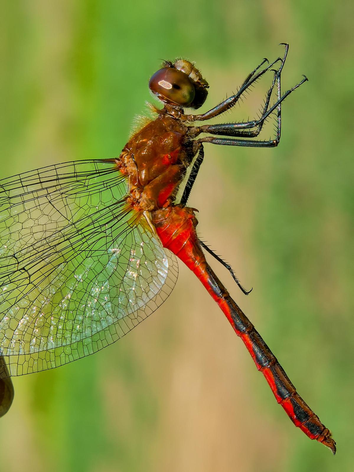 Ruby Meadowhawk Photo by Michael Moore