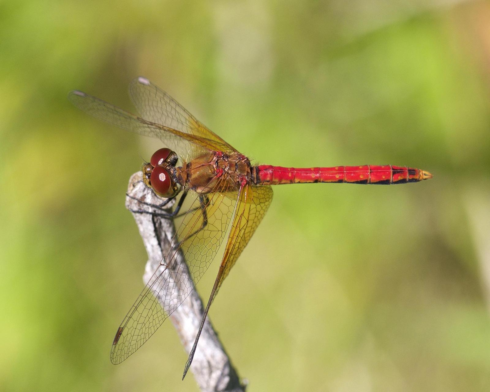 Band-winged Meadowhawk Photo by Scott King