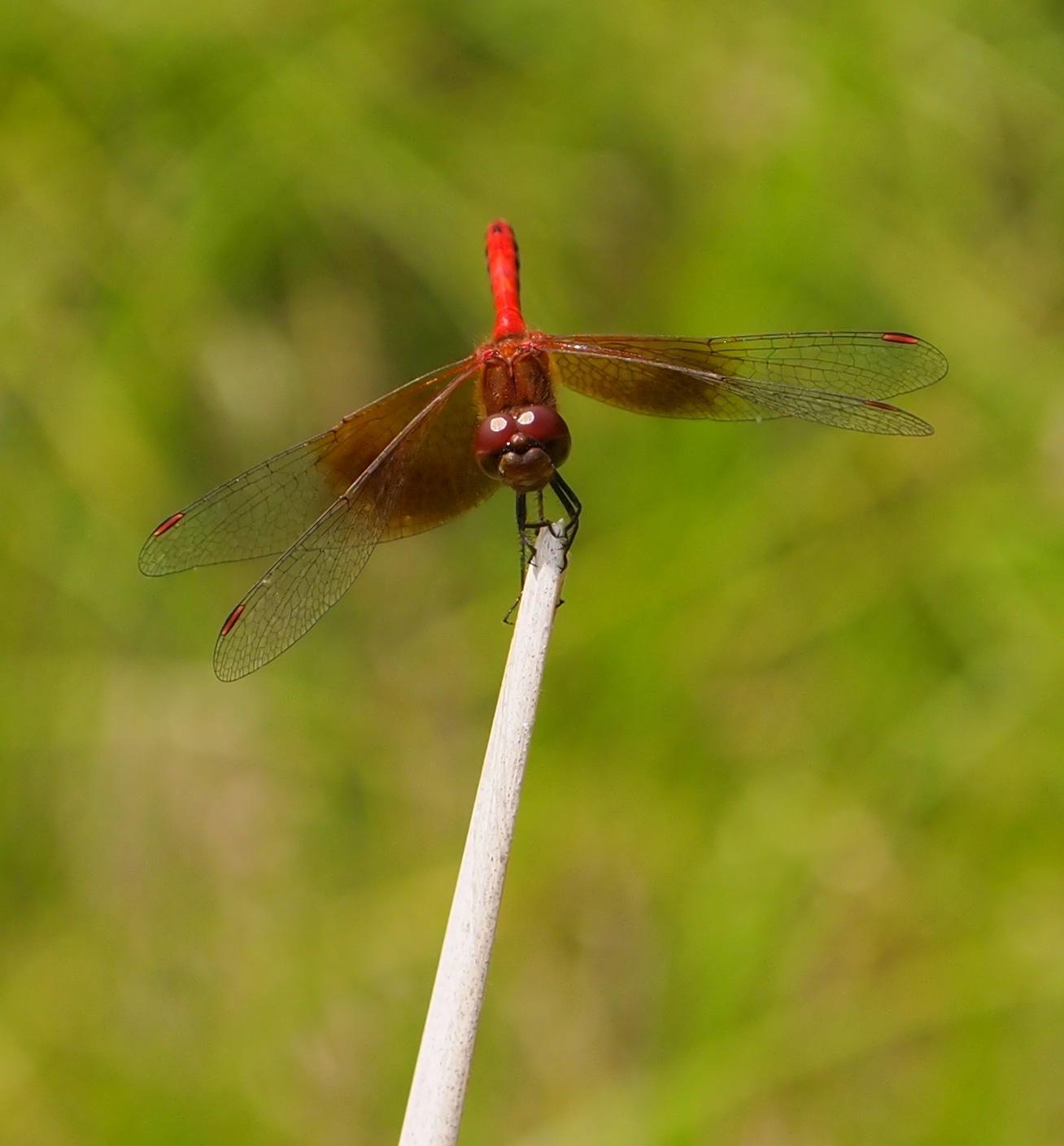 Band-winged Meadowhawk Photo by Scott King
