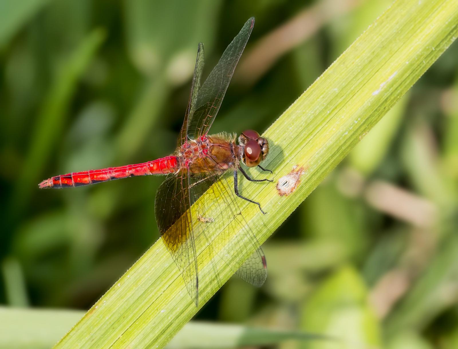 Band-winged Meadowhawk Photo by Michael Moore