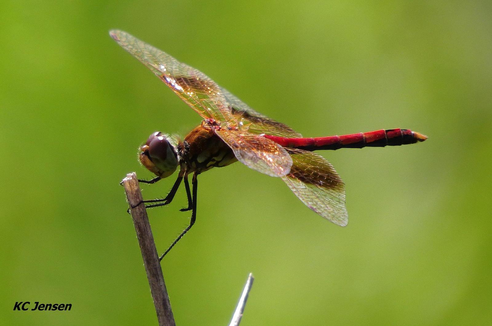 Band-winged Meadowhawk Photo by Kent Jensen