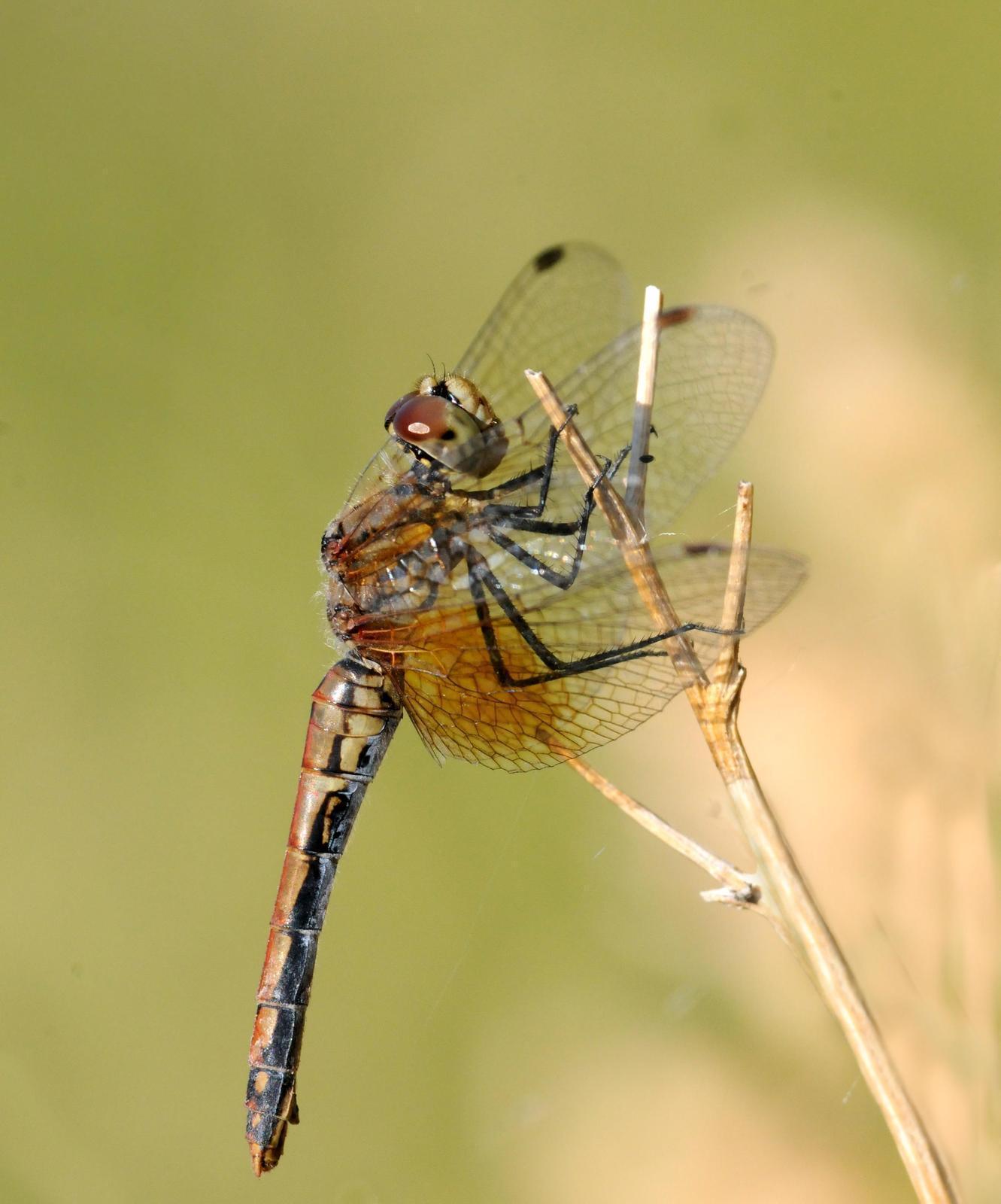 Band-winged Meadowhawk Photo by Steven Mlodinow