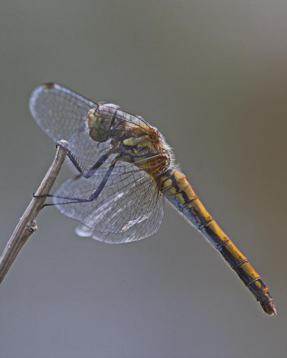 Band-winged Meadowhawk Photo by Alison Sheehey