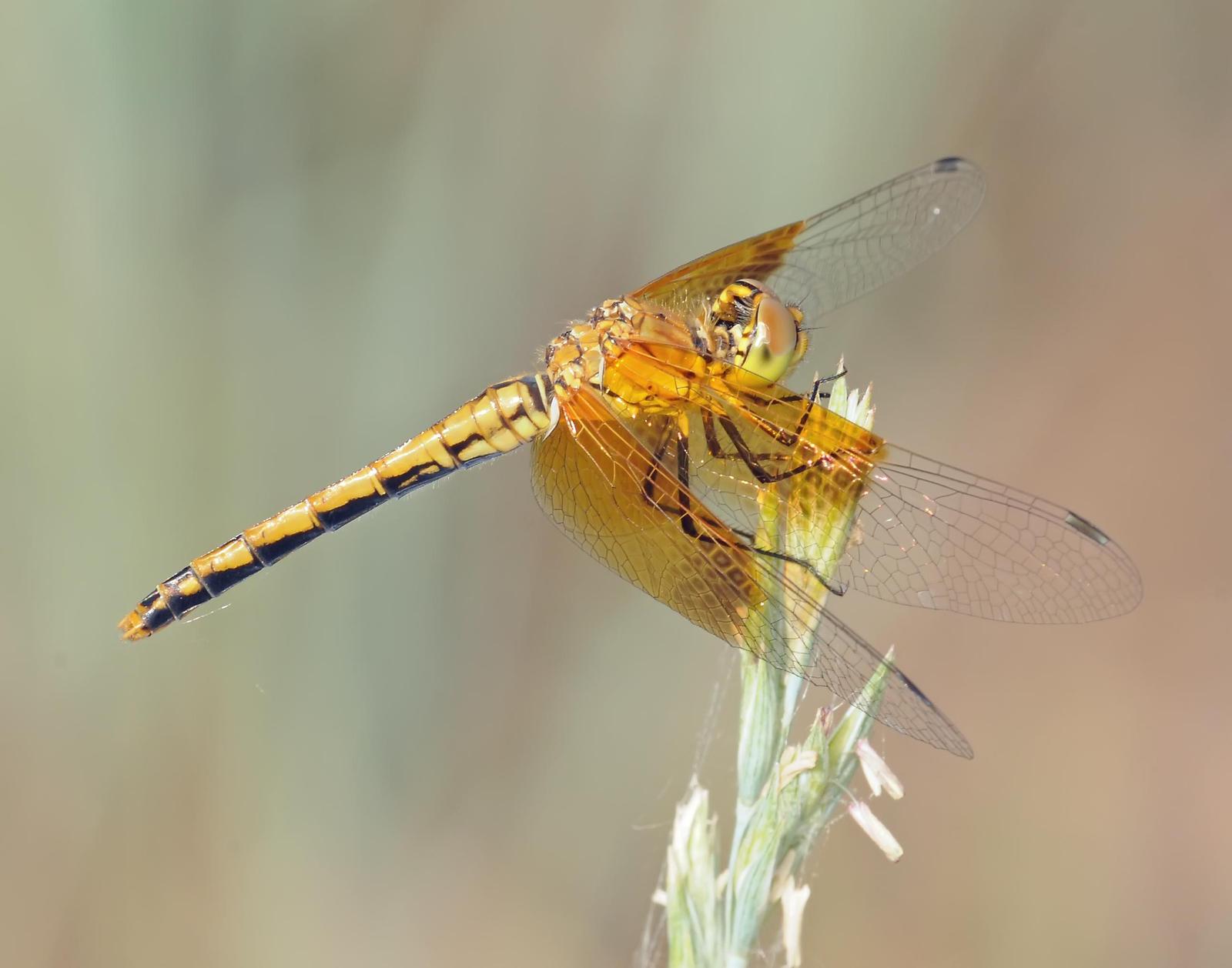 Band-winged Meadowhawk Photo by marion dobbs