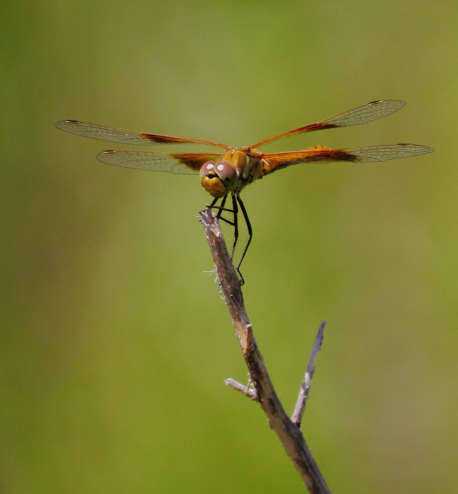 Band-winged Meadowhawk Photo by Kent Jensen