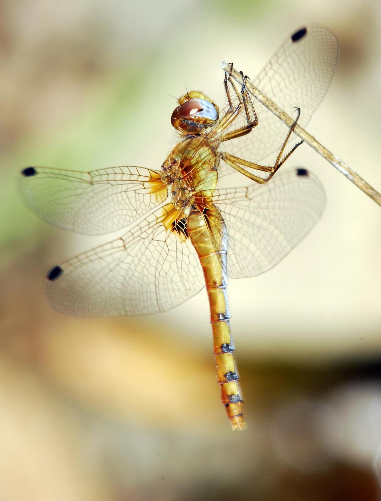 Spot-winged Meadowhawk Photo by Robert Behrstock