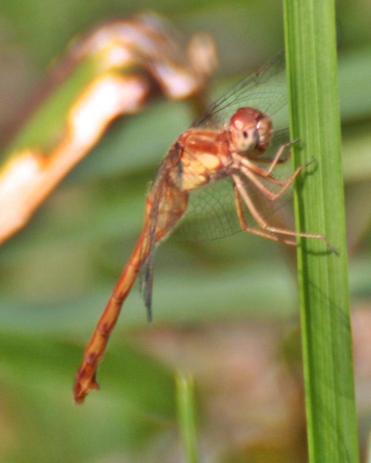 Autumn Meadowhawk Photo by Andrew Theus