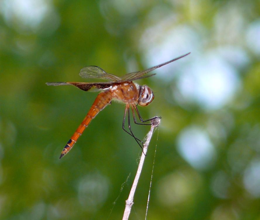 Red Saddlebags Photo by Victor Fazio