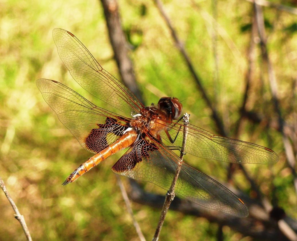 Red Saddlebags Photo by Victor Fazio