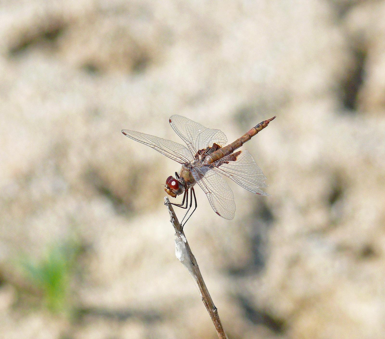 Red Saddlebags Photo by Steven Mlodinow