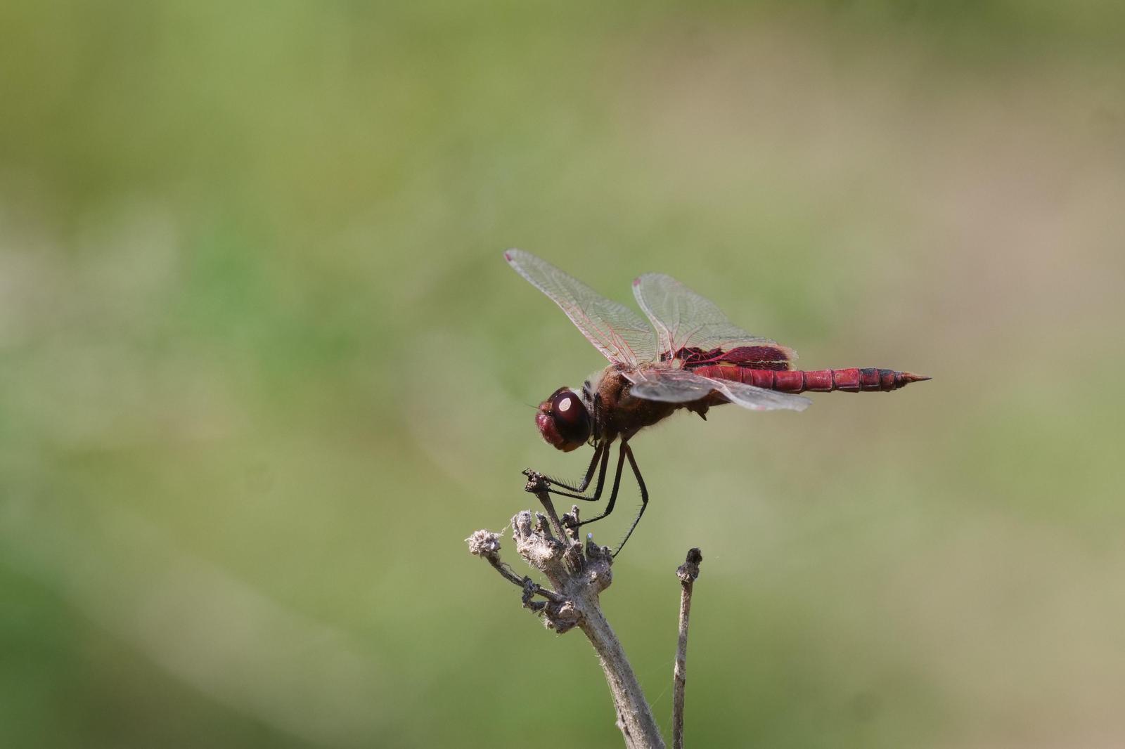 Red Saddlebags Photo by Kristy Baker