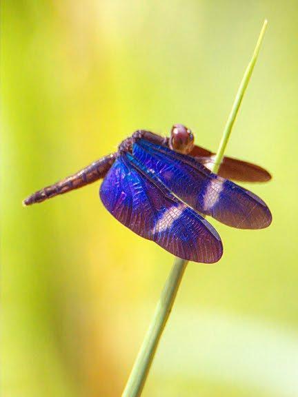 Zenithoptera fasciata Photo by Dan Tallman