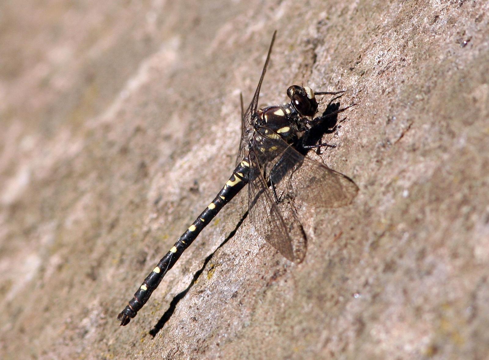 Black Petaltail Photo by John Sterling