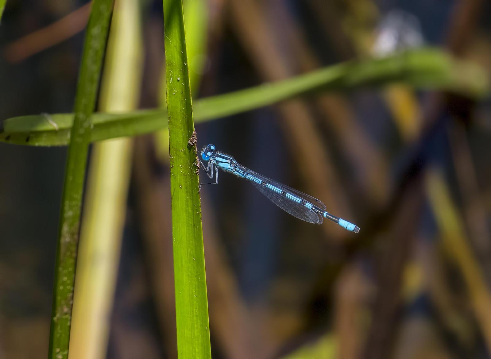 Northern Bluet Photo by Michael Moore