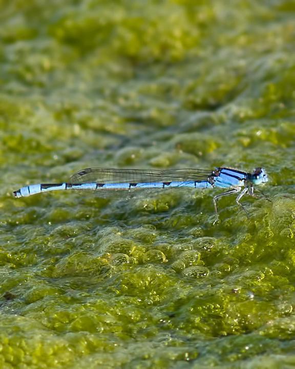 Northern Bluet Photo by Rob Dickerson