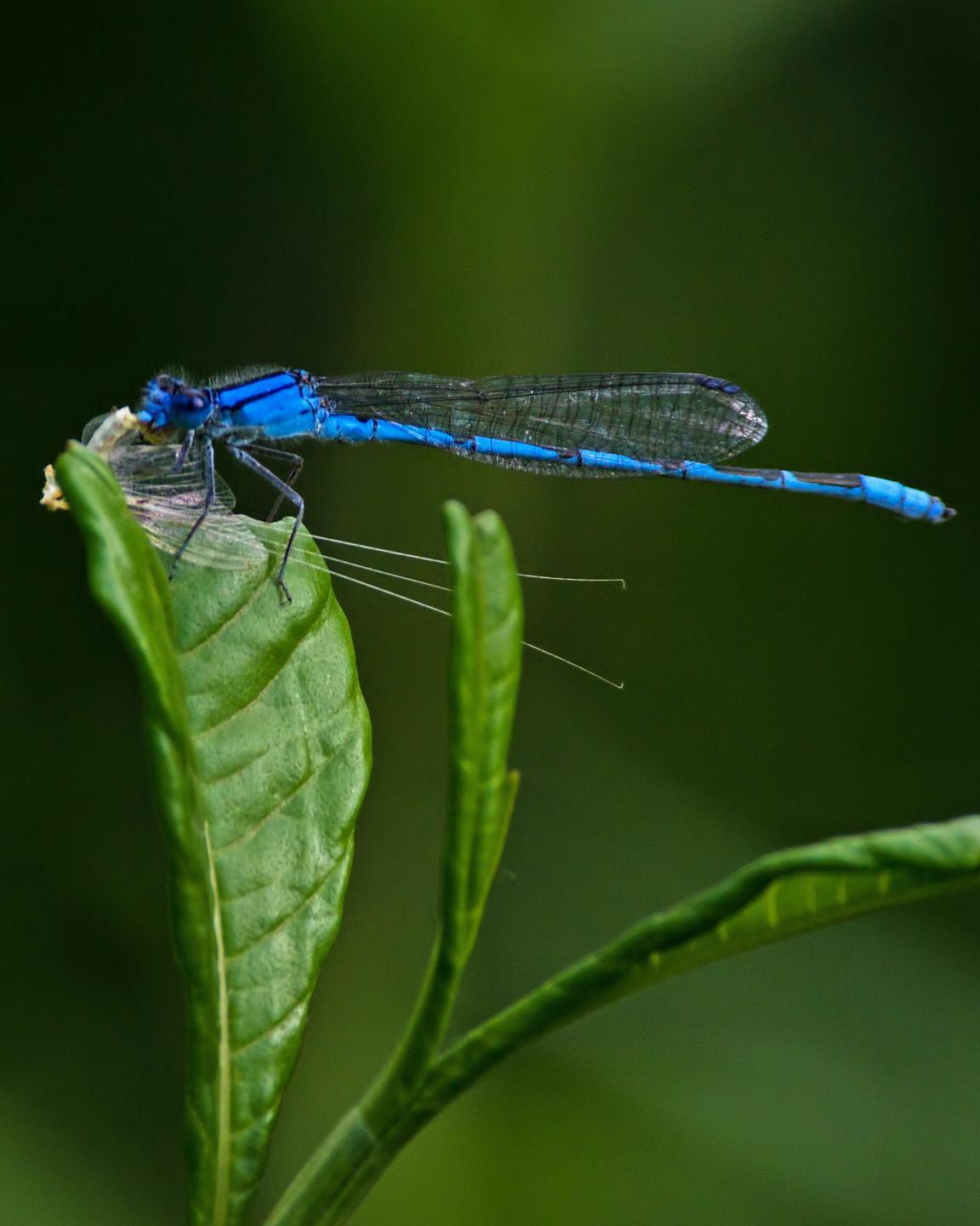 Northern Bluet Photo by Rob Dickerson