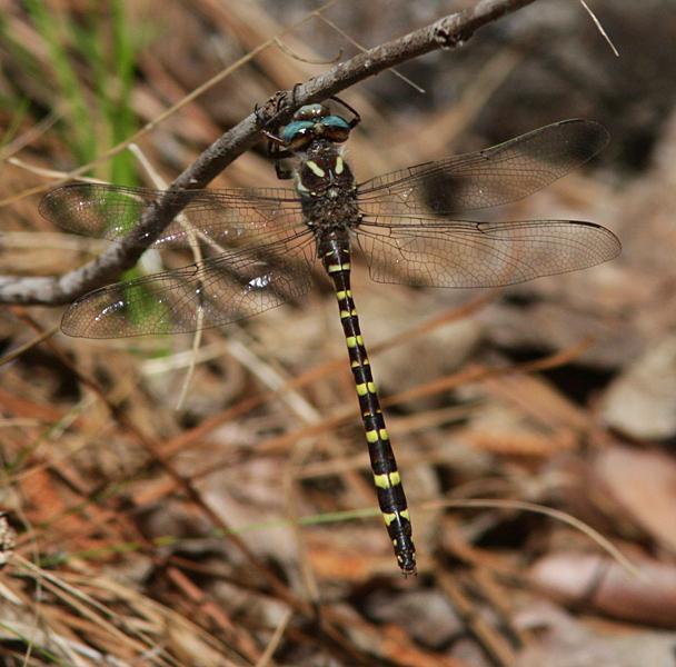 Sarracenia Spiketail Photo by Terry Hibbitts