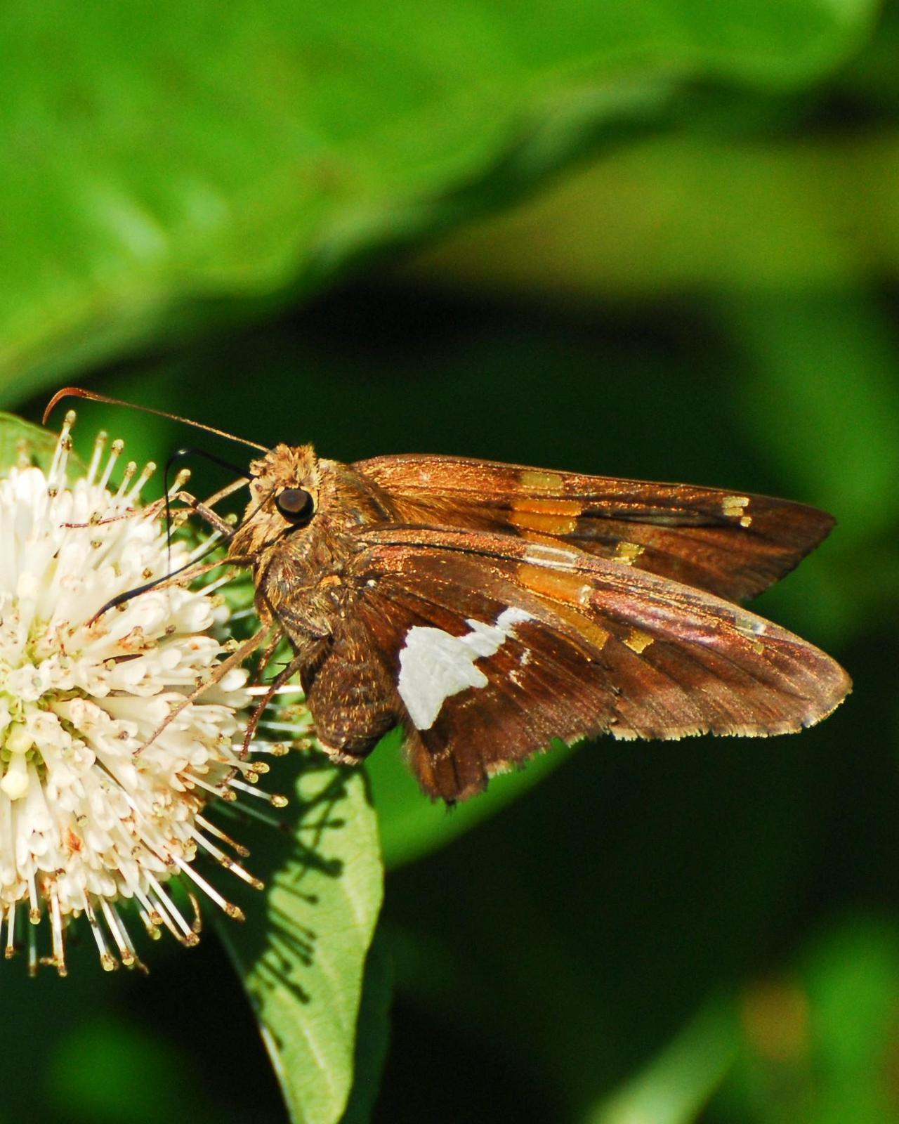 Silver-spotted Skipper Photo by David Hollie