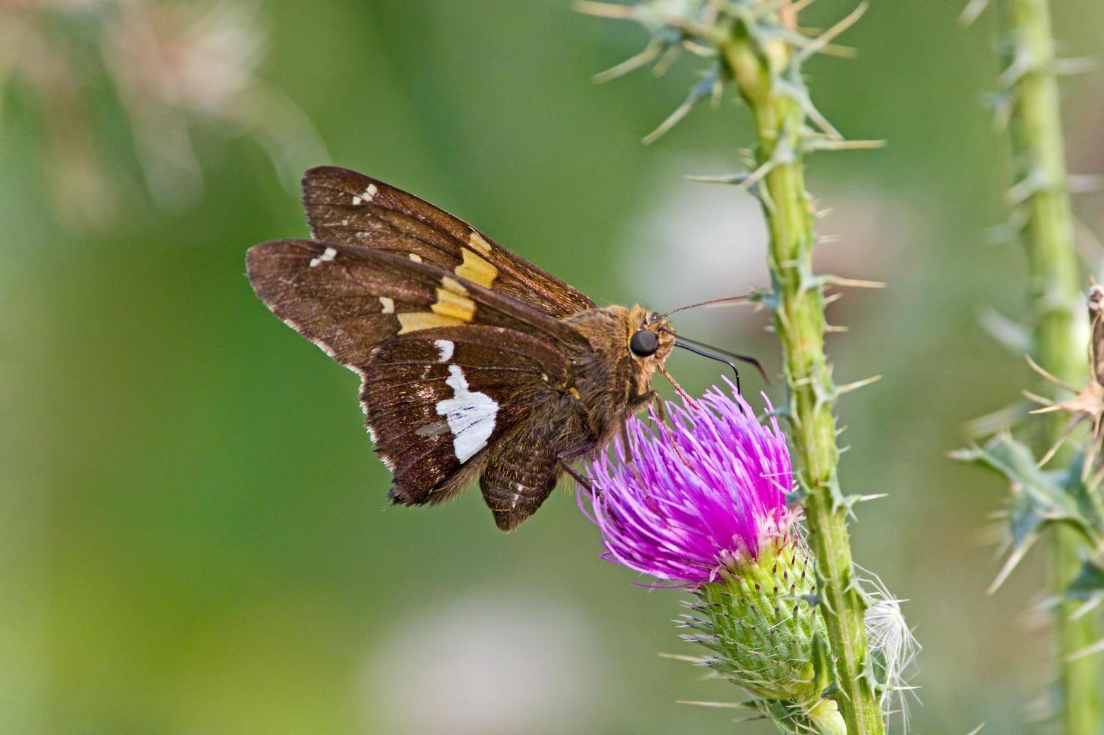 Silver-spotted Skipper Photo by Rob Dickerson