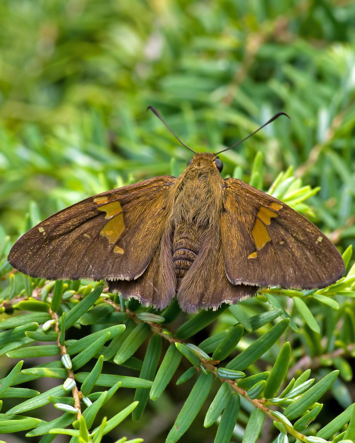Silver-spotted Skipper Photo by Rob Dickerson