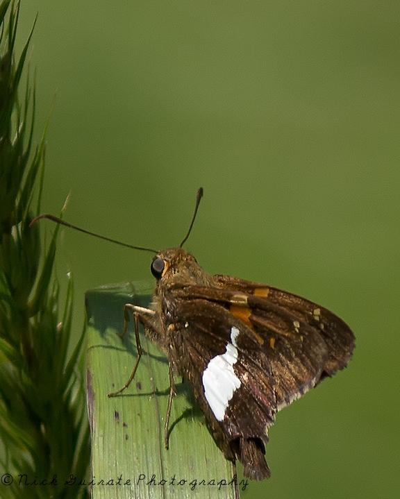 Silver-spotted Skipper Photo by Nick Guirate