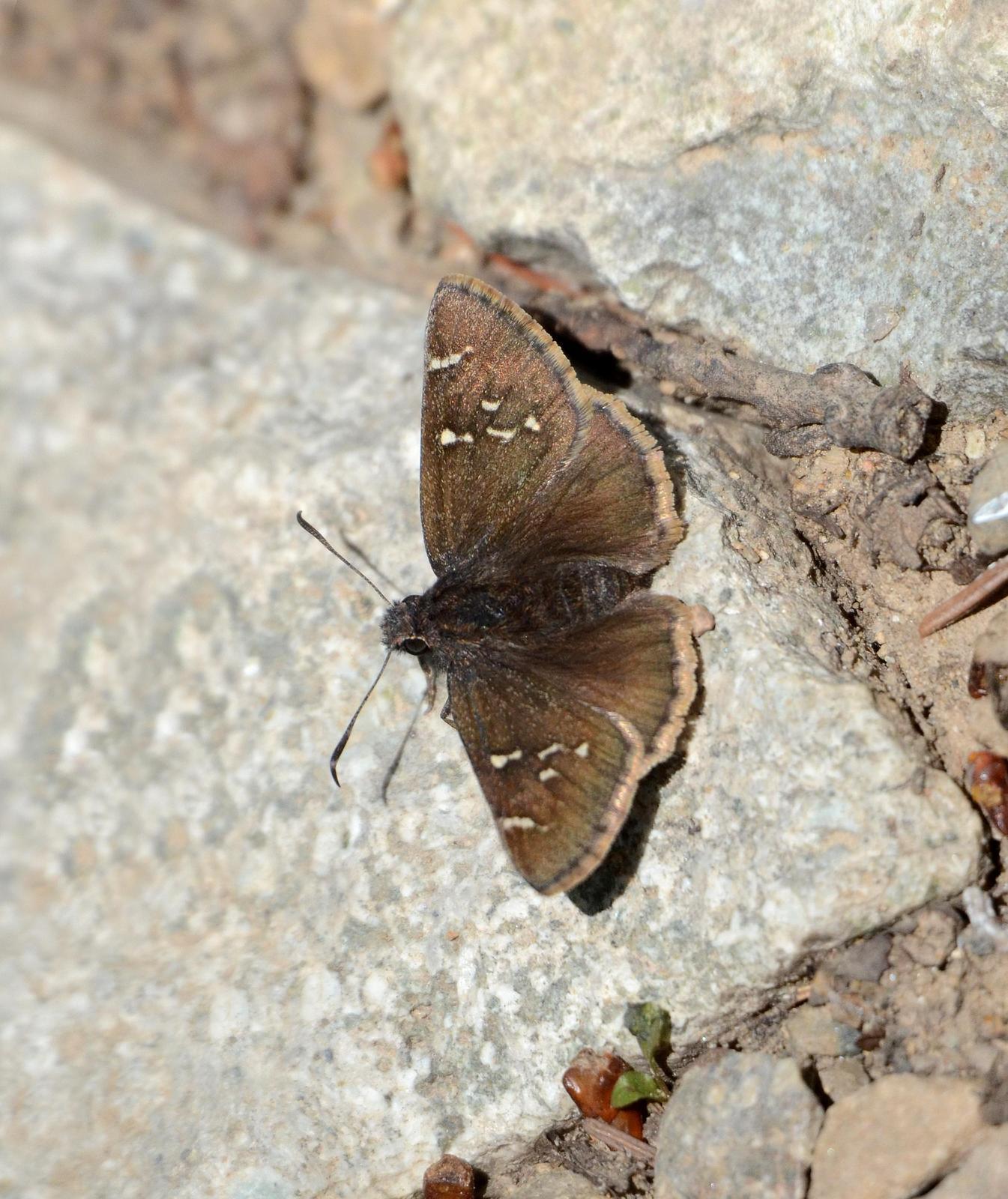 Southern Cloudywing Photo by Steven Mlodinow